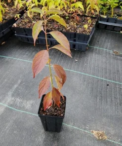 Silky Dogwood Live Plant - Cornus Amomum Tree - 4 Inch Pot - Outdoor Shrub - Image 5