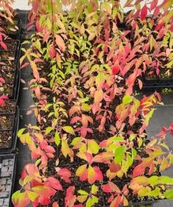Silky Dogwood Live Plant - Cornus Amomum Tree - 4 Inch Pot - Outdoor Shrub - Image 6