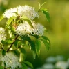 Silky Dogwood Live Plant - Cornus Amomum Tree - 4 Inch Pot - Outdoor Shrub - Image 1