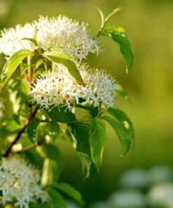 Silky Dogwood Live Plant - Cornus Amomum Tree - 4 Inch Pot - Outdoor Shrub - Image 1