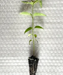 Silky Dogwood Starter Plug-Grown Seedlings - Native Shrubs (5-Pack) - Image 3