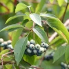 Silky Dogwood Starter Plug-Grown Seedlings - Native Shrubs (5-Pack) - Image 1