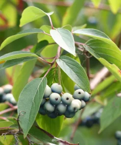 Silky Dogwood Starter Plug-Grown Seedlings - Native Shrubs (5-Pack) - Image 1