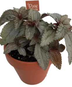 Silver Cloud Friendship Plant - Pilea pubescens liebmannii - 2.5" Pot - Live Houseplant - Image 2