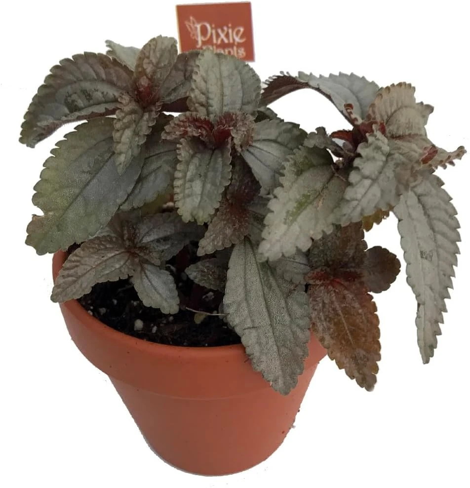 Silver Cloud Friendship Plant - Pilea pubescens liebmannii - 2.5" Pot - Live Houseplant - Image 2