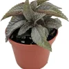Silver Cloud Friendship Plant - Pilea pubescens liebmannii - 2.5" Pot - Live Houseplant - Image 1
