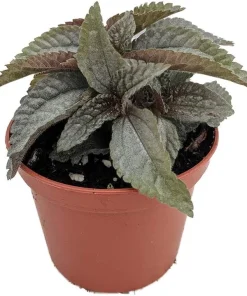 Silver Cloud Friendship Plant - Pilea pubescens liebmannii - 2.5