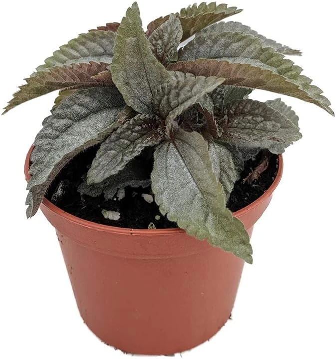 Silver Cloud Friendship Plant - Pilea pubescens liebmannii - 2.5" Pot - Live Houseplant - Image 1