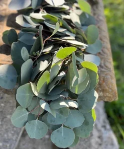 Silver Dollar Eucalyptus Live Plant - 4 inch Pot - Fragrant Evergreen Tree - Image 2