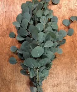Silver Dollar Eucalyptus Live Plant - 4 inch Pot - Fragrant Evergreen Tree - Image 3