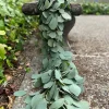Silver Dollar Eucalyptus Live Plant - 4 inch Pot - Fragrant Evergreen Tree - Image 1