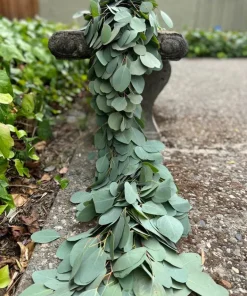 Silver Dollar Eucalyptus Live Plant - 4 inch Pot - Fragrant Evergreen Tree - Image 1