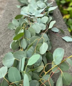 Silver Dollar Eucalyptus Live Plant - 4 inch Pot - Fragrant Evergreen Tree - Image 4