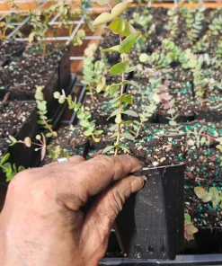 Silver Dollar Eucalyptus Live Plant - 4 inch Pot - Fragrant Evergreen Tree - Image 5