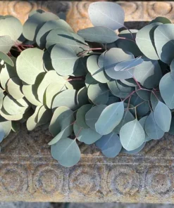 Silver Dollar Eucalyptus Live Plant - 4 inch Pot - Fragrant Evergreen Tree - Image 6