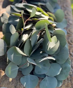 Silver Dollar Eucalyptus Live Plant - 4 inch Pot - Fragrant Evergreen Tree - Image 7