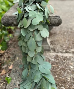 Silver Dollar Eucalyptus Live Plant - 4 inch Pot - Fragrant Evergreen Tree - Image 8