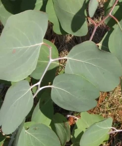 Silver Dollar Eucalyptus Live Plant – 5" Pot – Aromatic Foliage – Outdoor - Image 2