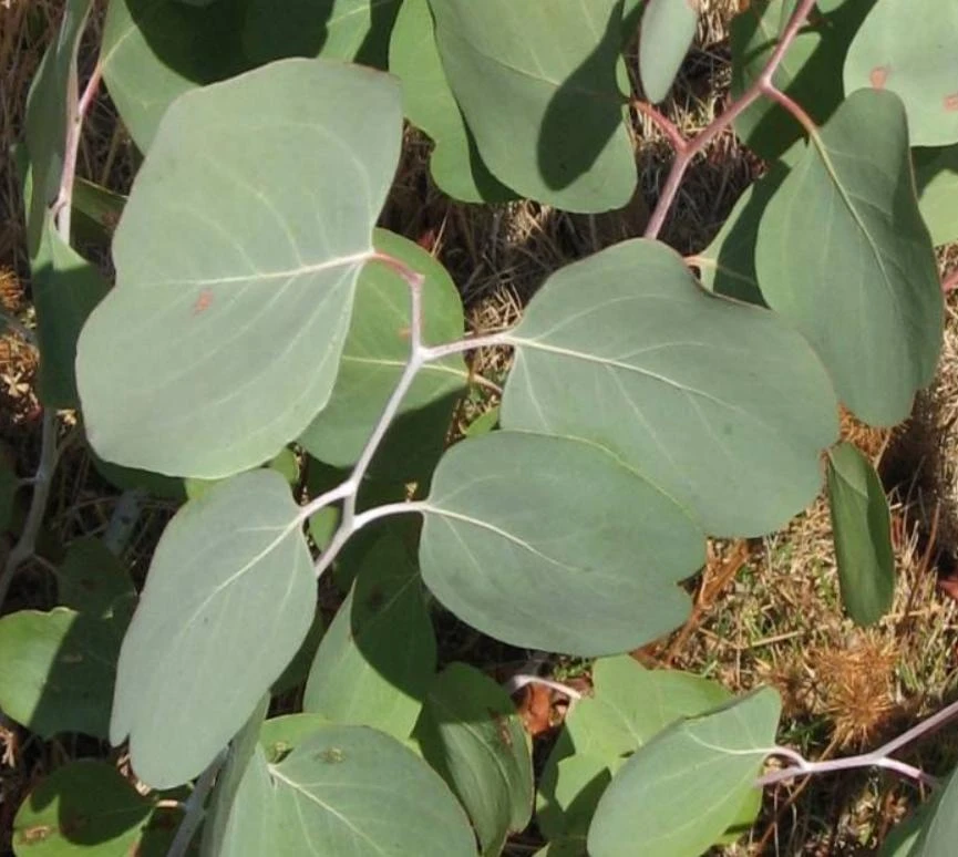Silver Dollar Eucalyptus Live Plant – 5" Pot – Aromatic Foliage – Outdoor - Image 2
