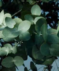 Silver Dollar Eucalyptus Live Plant – 5