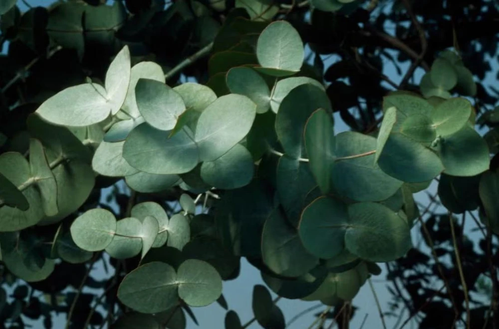 Silver Dollar Eucalyptus Live Plant – 5" Pot – Aromatic Foliage – Outdoor - Image 3