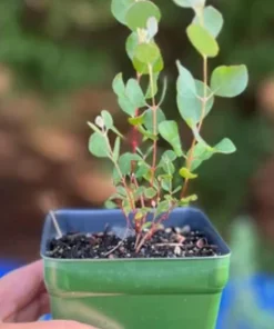 Silver Dollar Eucalyptus Live Plant – 5