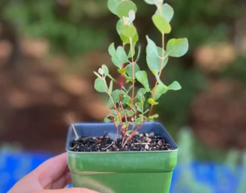 Silver Dollar Eucalyptus Live Plant – 5" Pot – Aromatic Foliage – Outdoor - Image 4