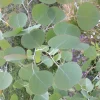 Silver Dollar Eucalyptus Live Plant – 5" Pot – Aromatic Foliage – Outdoor - Image 1
