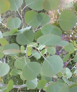 Silver Dollar Eucalyptus Live Plant – 5