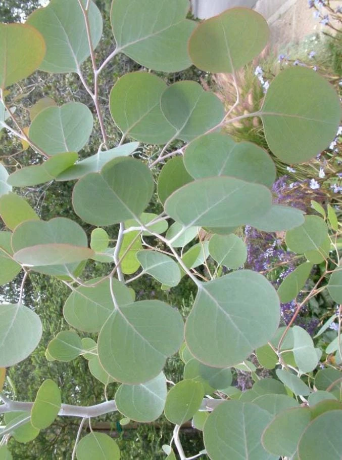 Silver Dollar Eucalyptus Live Plant – 5" Pot – Aromatic Foliage – Outdoor - Image 1