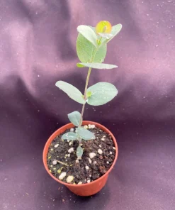 Silver Dollar Eucalyptus Live Plant, Fragrant Foliage, 3 inch Pot, Zone 7-10 - Image 2