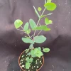 Silver Dollar Eucalyptus Live Plant, Fragrant Foliage, 3 inch Pot, Zone 7-10 - Image 1