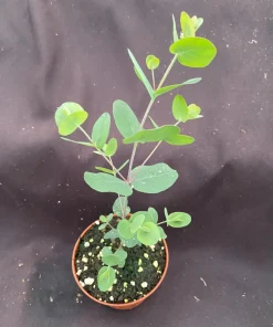 Silver Dollar Eucalyptus Live Plant, Fragrant Foliage, 3 inch Pot, Zone 7-10 - Image 1