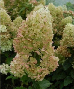 Silver Dollar Hydrangea Live Plant – 4 inch Pot – Creamy White to Pink Blooms – Outdoor Shrub - Image 2