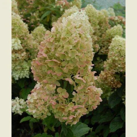 Silver Dollar Hydrangea Live Plant – 4 inch Pot – Creamy White to Pink Blooms – Outdoor Shrub - Image 2