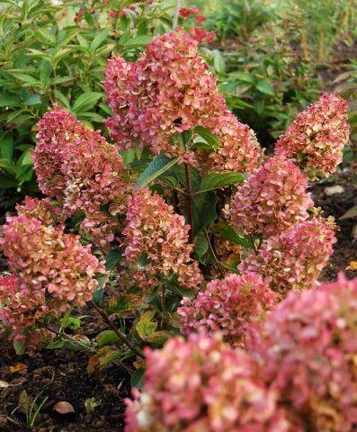 Silver Dollar Hydrangea Live Plant – 4 inch Pot – Creamy White to Pink Blooms – Outdoor Shrub - Image 3