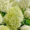 Silver Dollar Hydrangea Live Plant – 4 inch Pot – Creamy White to Pink Blooms – Outdoor Shrub - Image 1