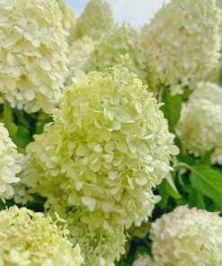 Silver Dollar Hydrangea Live Plant – 4 inch Pot – Creamy White to Pink Blooms – Outdoor Shrub - Image 1