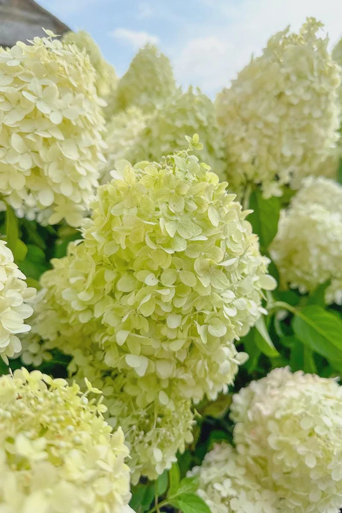 Silver Dollar Hydrangea Live Plant – 4 inch Pot – Creamy White to Pink Blooms – Outdoor Shrub - Image 1