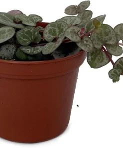 Silver Glory String of Hearts Live Plant – Ceropegia woodii – 2.5" Pot – Indoor Vine - Image 2