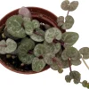 Silver Glory String of Hearts Live Plant – Ceropegia woodii – 2.5" Pot – Indoor Vine - Image 1