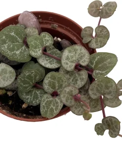 Silver Glory String of Hearts Live Plant – Ceropegia woodii – 2.5