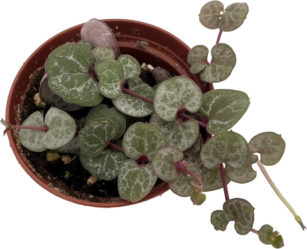 Silver Glory String of Hearts Live Plant – Ceropegia woodii – 2.5" Pot – Indoor Vine - Image 1