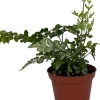 Silver Lace Fern Live Plant - Pteris ensiformis - 2.5" Pot - Indoor Houseplant - Image 1