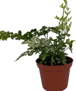 Silver Lace Fern Live Plant - Pteris ensiformis - 2.5
