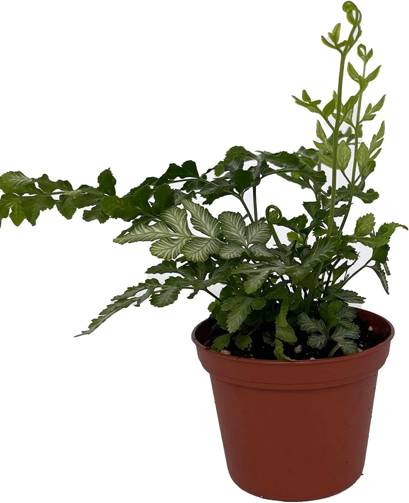 Silver Lace Fern Live Plant - Pteris ensiformis - 2.5" Pot - Indoor Houseplant - Image 1