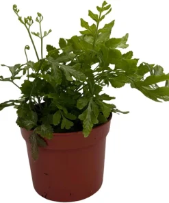 Silver Lace Fern Live Plant - Pteris ensiformis - 2.5" Pot - Indoor Houseplant - Image 2