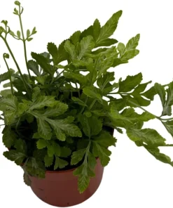 Silver Lace Fern Live Plant - Pteris ensiformis - 2.5