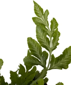 Silver Lace Fern Live Plant - Pteris ensiformis - 2.5