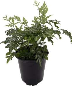 Silver Lace Fern Live Plant – Pteris ensiformis – 4 inch Pot – Indoor Houseplant - Image 2